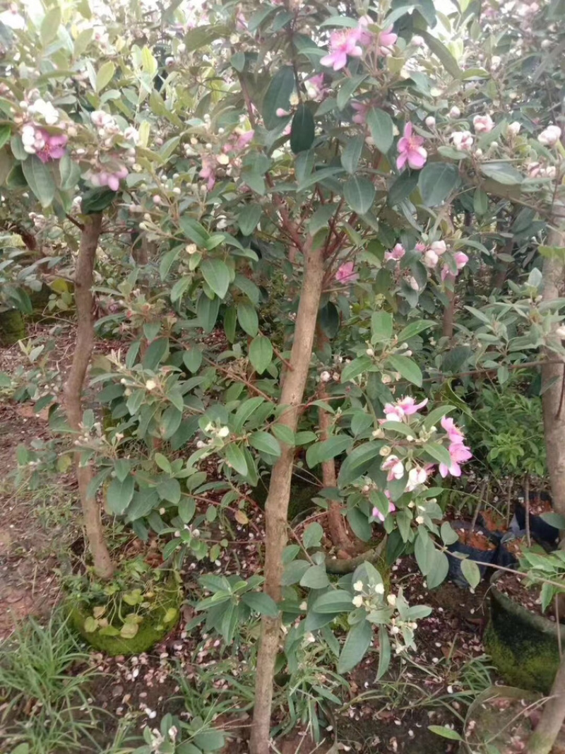 野生桃金娘树苗捻子大苗当年开花结果杯苗可盆栽庭院风景树