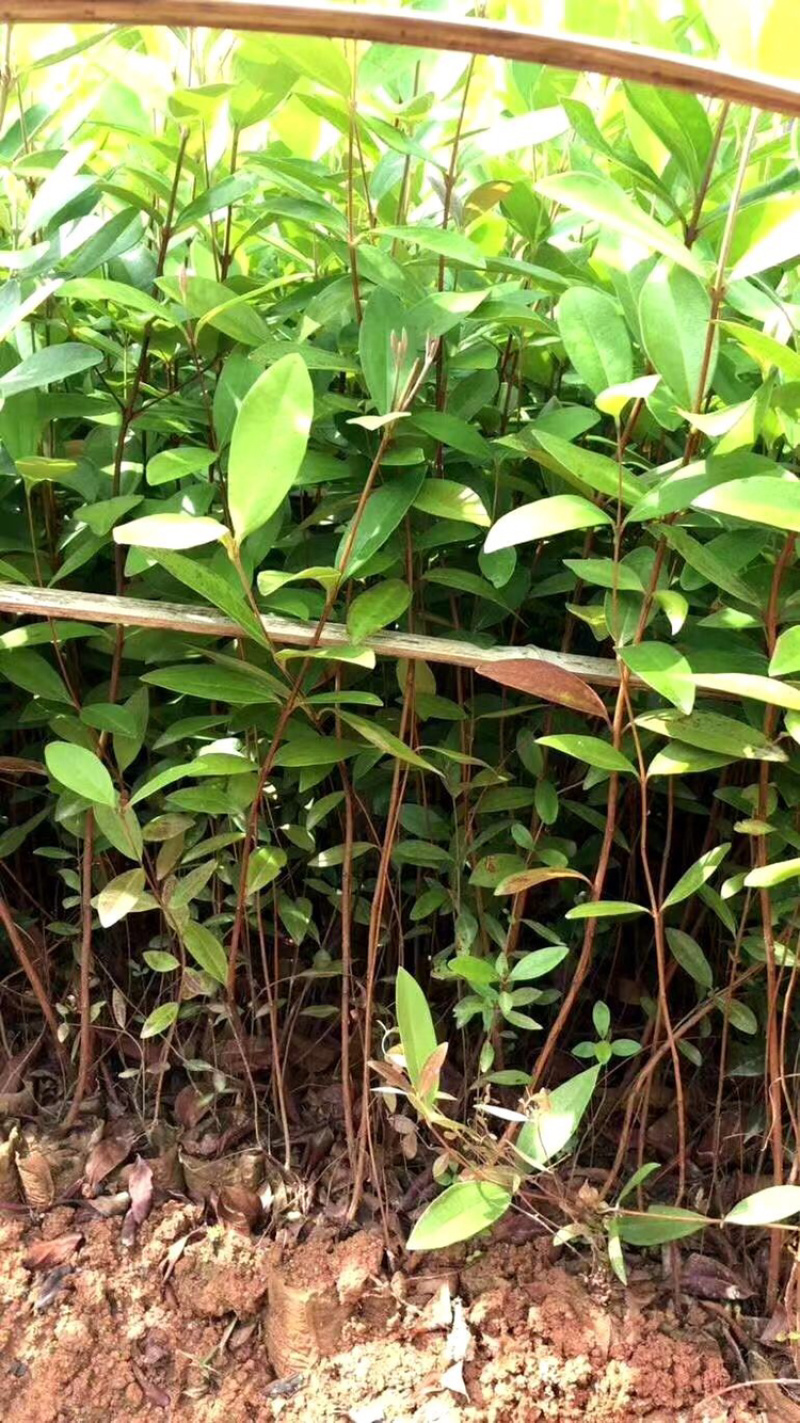 野生桃金娘树苗捻子大苗当年开花结果杯苗可盆栽庭院风景树