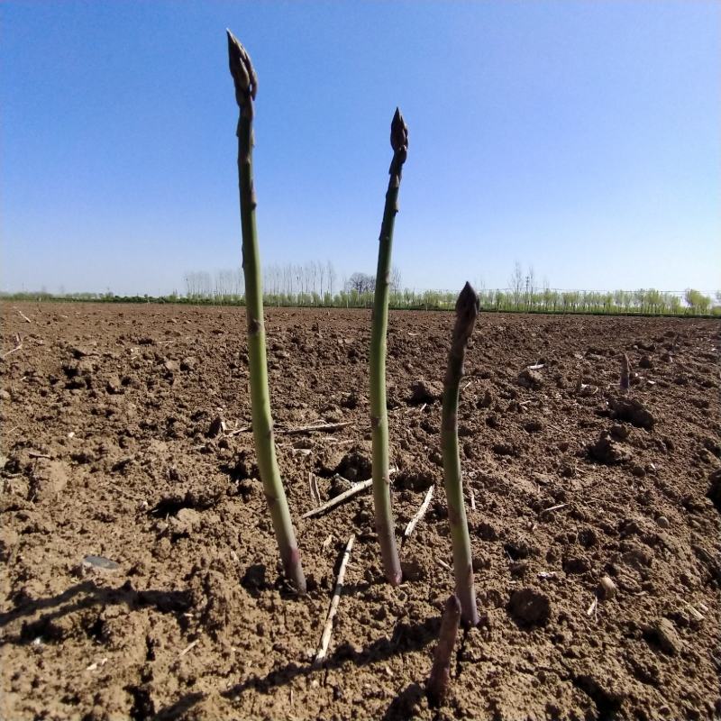 优质芦笋基地直发新鲜采摘，保质保量量大从优