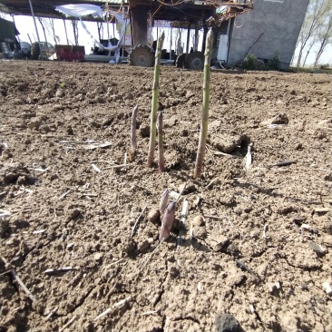 优质芦笋基地直发新鲜采摘，保质保量量大从优