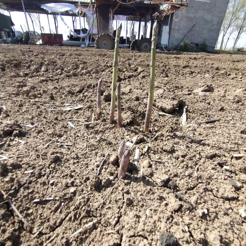 优质芦笋基地直发新鲜采摘，保质保量量大从优