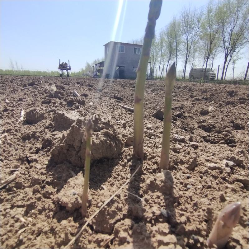 优质芦笋基地直发新鲜采摘，保质保量量大从优