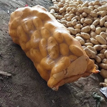 湖北基地直供荷兰黄心黄皮土豆3两以上通货提供各种包装