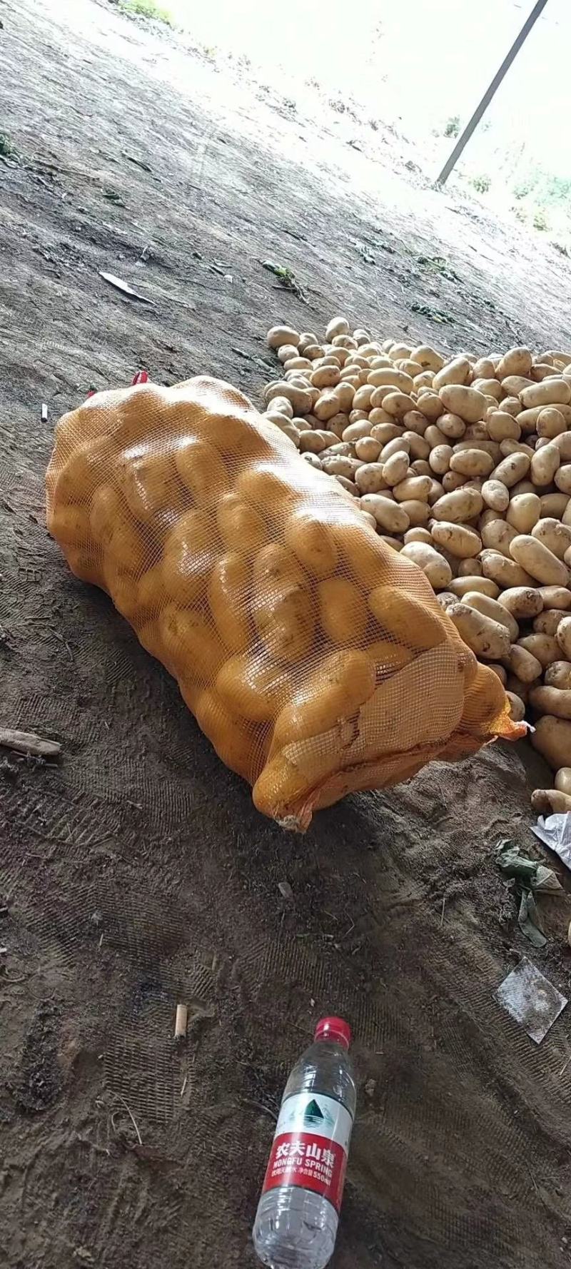 湖北基地直供荷兰黄心黄皮土豆3两以上通货提供各种包装