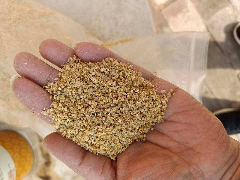 大量供应小米壳，小米糠，养殖饲料枕芯添加，保质保量。