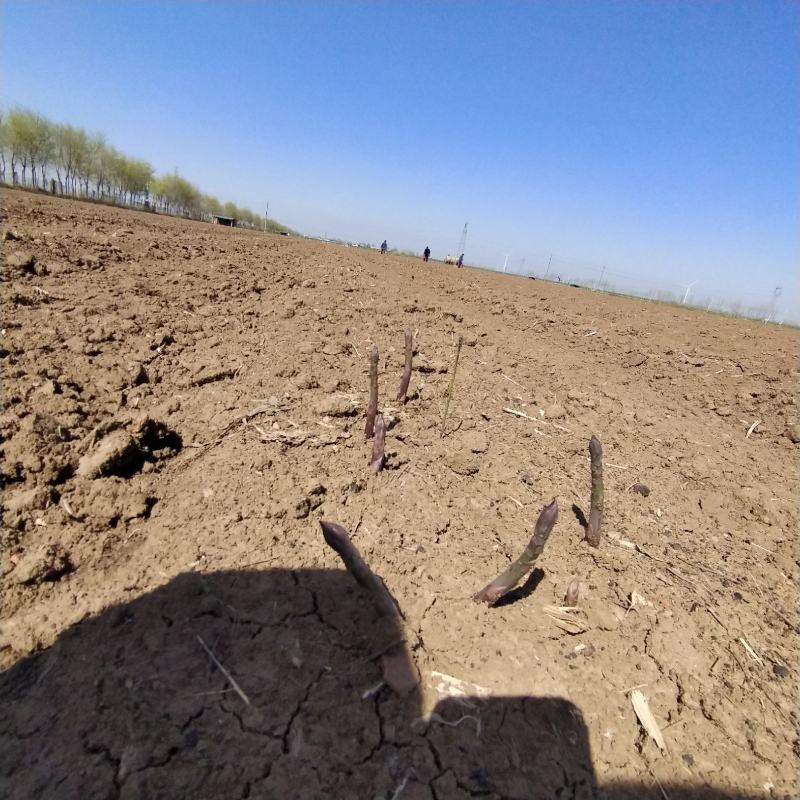 芦笋基地，春季预售，全国发货，量大从优欢迎老板参观订购