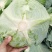 包菜，扁包菜1-2公斤精品懒运输，大量上市，欢迎采购