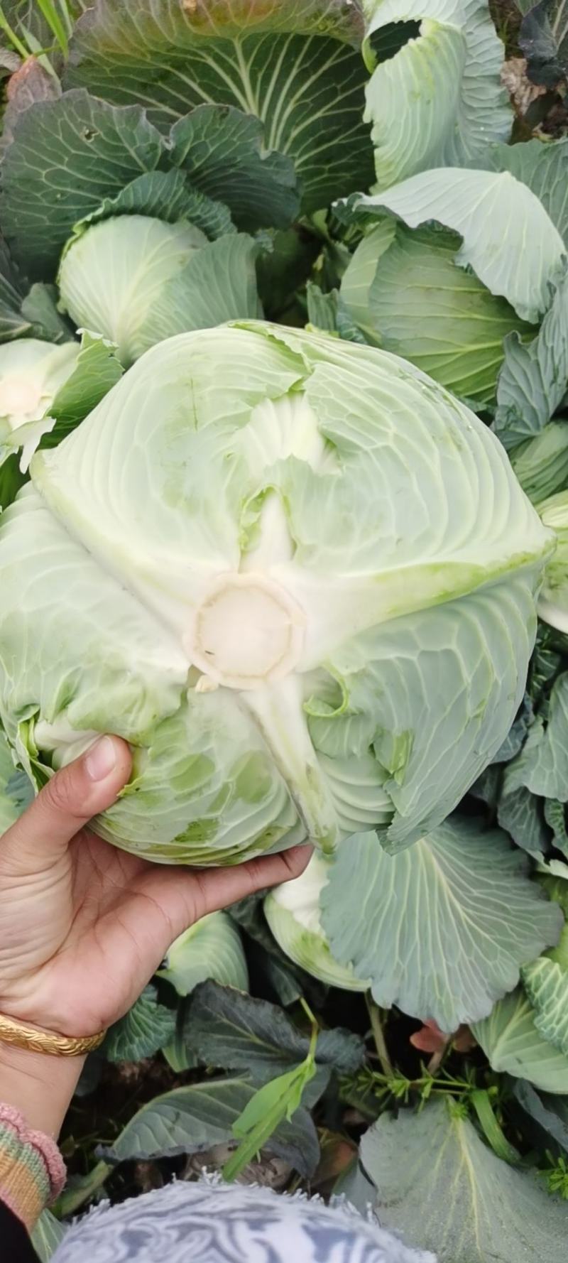 包菜，扁包菜1-2公斤精品懒运输，大量上市，欢迎采购