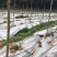 百香果搭架专用网种植网黄瓜果爬藤植物果蔬爬藤网