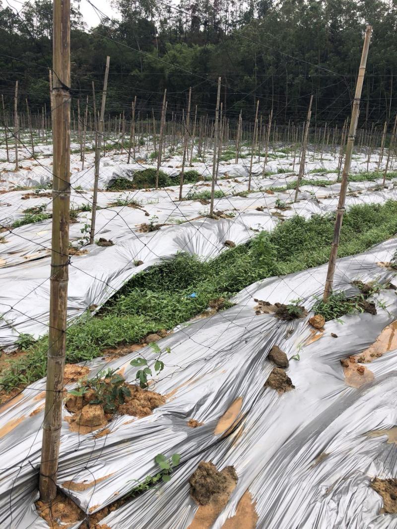 百香果搭架专用网种植网黄瓜果爬藤植物果蔬爬藤网