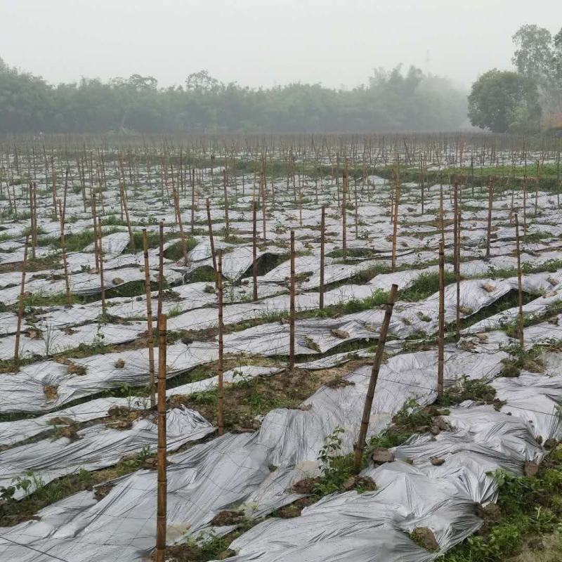 百香果搭架专用网种植网黄瓜果爬藤植物果蔬爬藤网