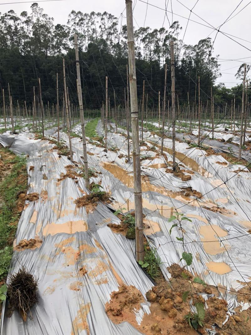 百香果搭架专用网种植网黄瓜果爬藤植物果蔬爬藤网