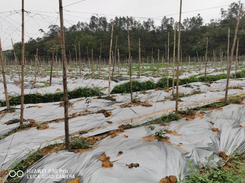 百香果搭架专用网种植网黄瓜果爬藤植物果蔬爬藤网