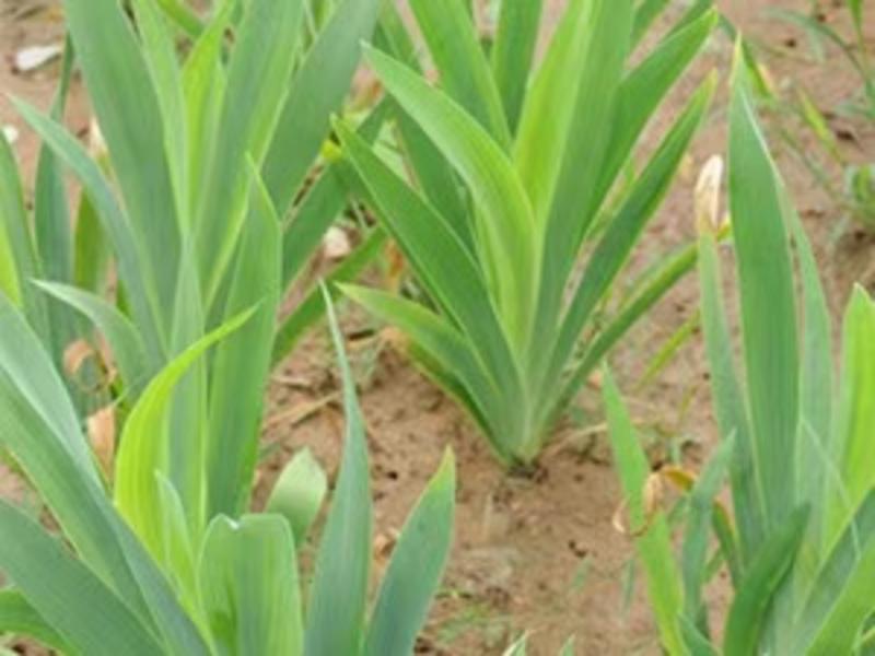 射干种子优选货提供种植技术保证芽率一件代发