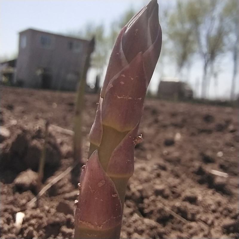 芦笋来吃了，鲜，脆，嫩春季预售，全国发货，欢迎订购