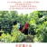 新货无花果干新疆特产小无花果干果肉饱满产地超值包邮