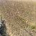 江苏红梅花苗骨里红绿梅基地梅花
