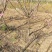 江苏红梅花苗骨里红绿梅基地梅花