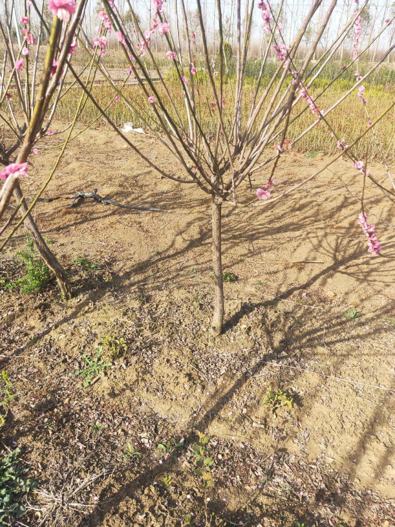 江苏红梅花苗骨里红绿梅基地梅花