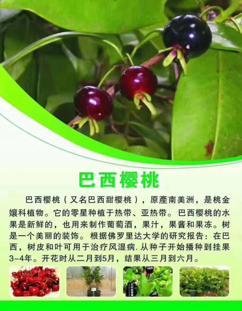 [精品]巴西樱桃果苗巴西樱桃苗车厘子苗包邮