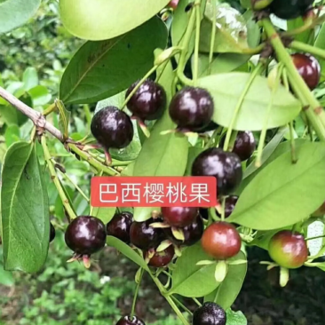 [精品]巴西樱桃果苗巴西樱桃苗车厘子苗包邮