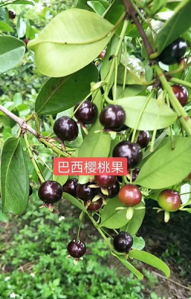 [精品]巴西樱桃果苗巴西樱桃苗车厘子苗包邮