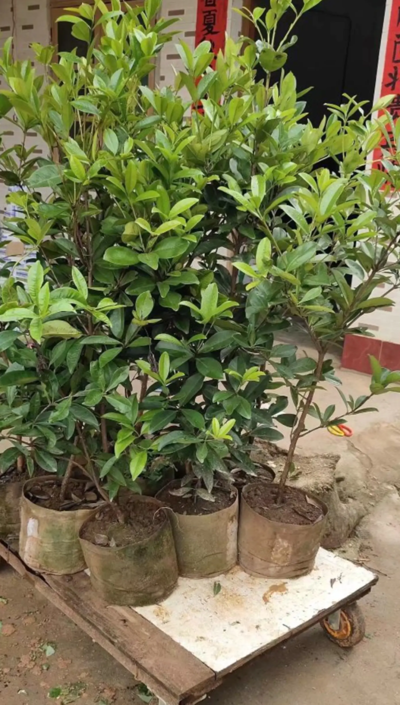 [精品]巴西樱桃果苗巴西樱桃苗车厘子苗包邮