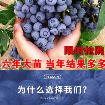蓝莓苗，北路，蓝金，蓝枫，智力杜克，瑞卡，东北抗死苗补发