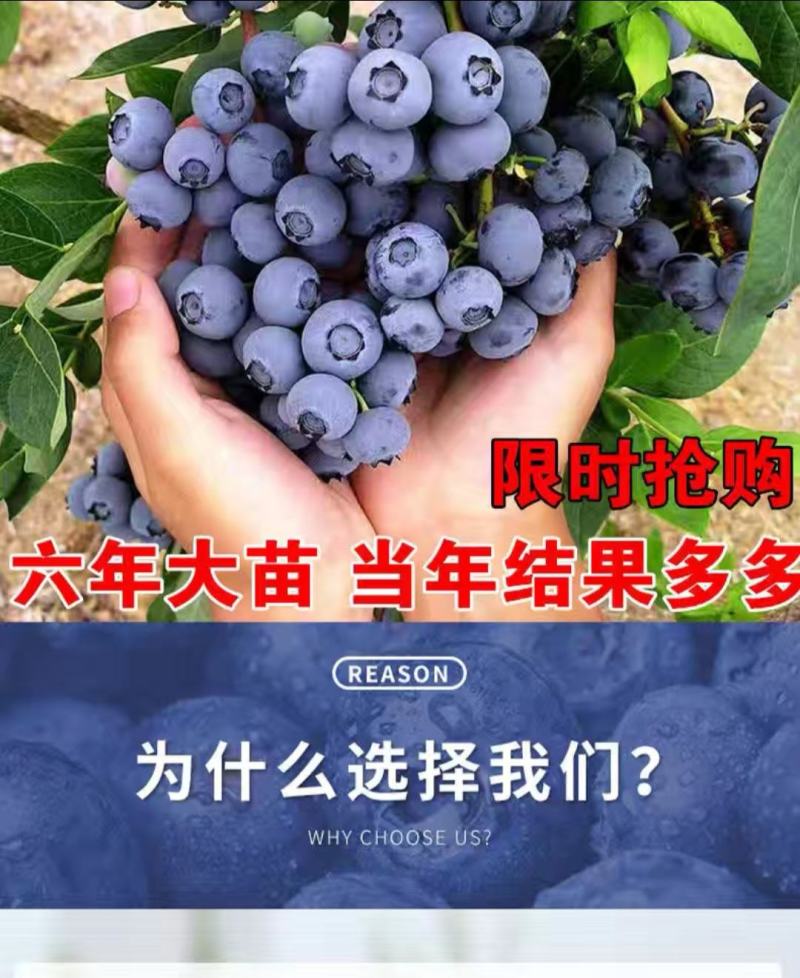 蓝莓苗，北路，蓝金，蓝枫，智力杜克，瑞卡，东北抗死苗补发