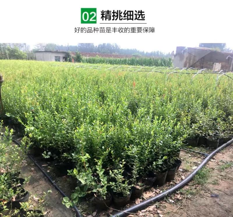 蓝莓苗，北路，蓝金，蓝枫，智力杜克，瑞卡，东北抗死苗补发