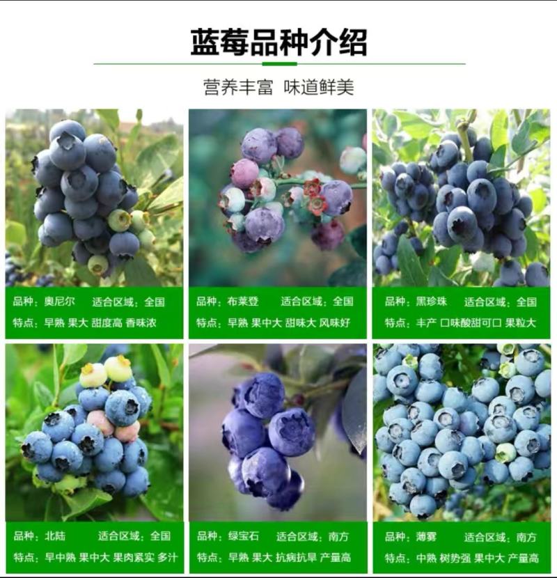 蓝莓苗，北路，蓝金，蓝枫，智力杜克，瑞卡，东北抗死苗补发
