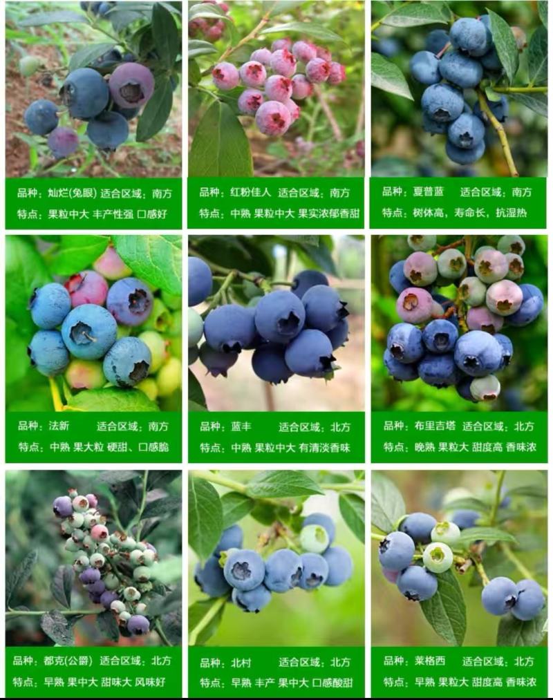 蓝莓苗，北路，蓝金，蓝枫，智力杜克，瑞卡，东北抗死苗补发