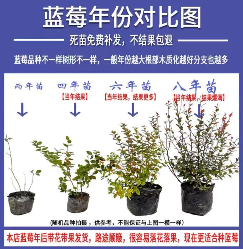 蓝莓苗，北路，蓝金，蓝枫，智力杜克，瑞卡，东北抗死苗补发