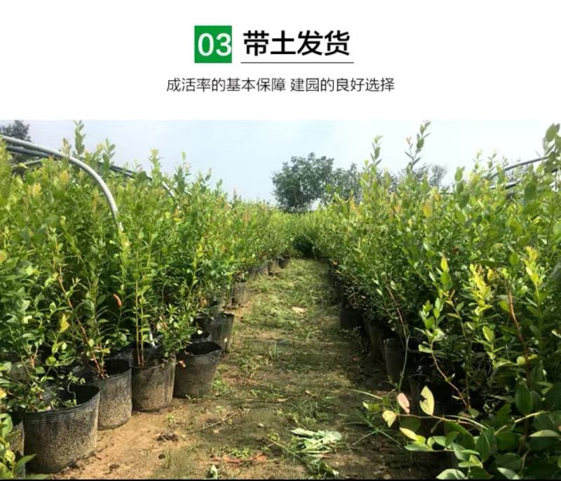 蓝莓苗，北路，蓝金，蓝枫，智力杜克，瑞卡，东北抗死苗补发