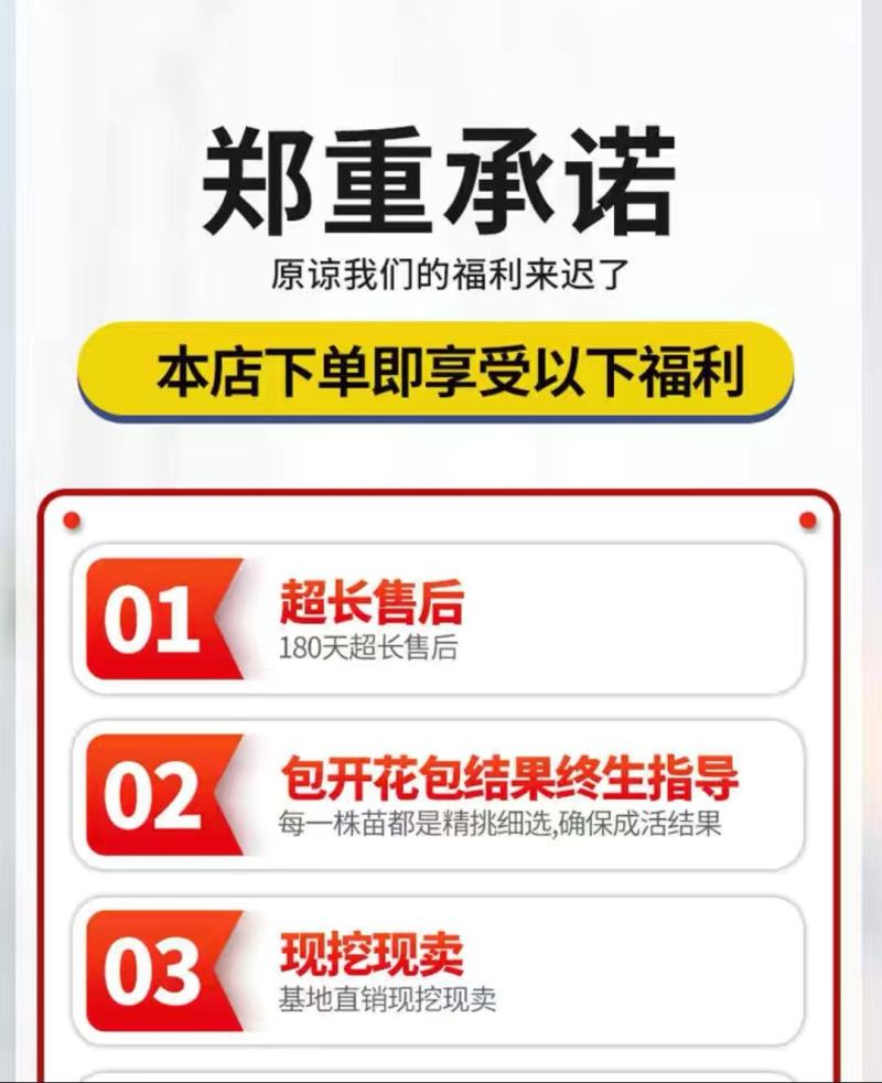 蓝莓苗，北路，蓝金，蓝枫，智力杜克，瑞卡，东北抗死苗补发