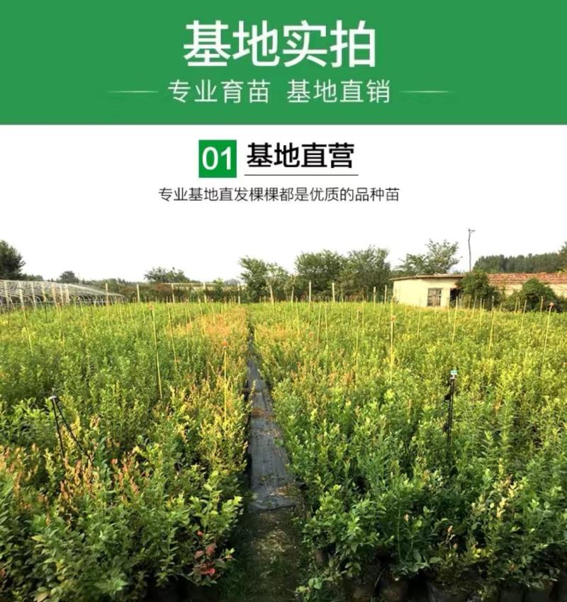 蓝莓苗，北路，蓝金，蓝枫，智力杜克，瑞卡，东北抗死苗补发