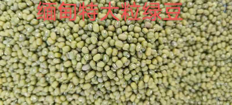 绿豆缅甸特产油绿豆商品级