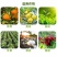噻虫嗪高效氯氟氰菊酯菜青虫蚜虫蓟马噻虫高氯氟农药杀虫剂