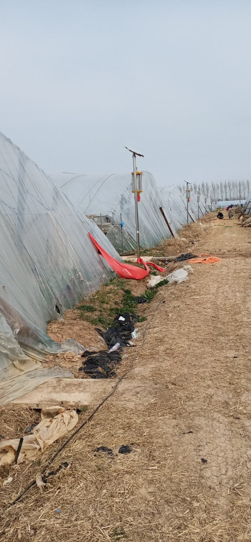 严厉打击假苗，烂苗，基地直供，原种育苗，签合同包回收！
