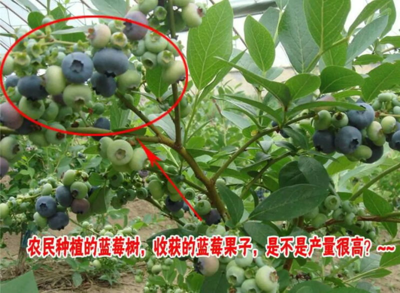 [精品]蓝莓苗蓝莓果苗正品苗南北方可种盆栽地栽