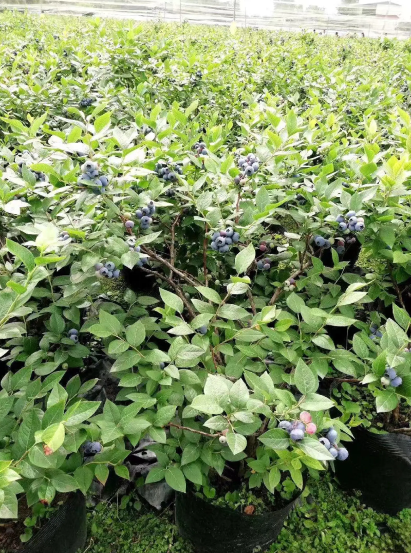 [精品]蓝莓苗蓝莓果苗正品苗南北方可种盆栽地栽