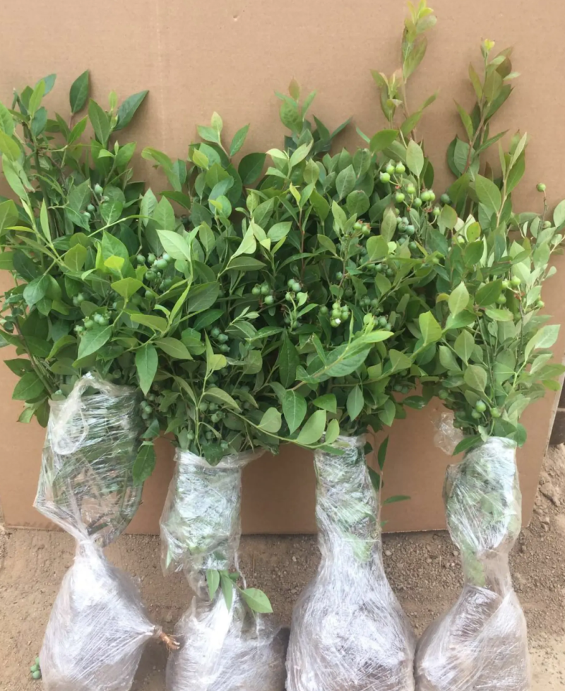 [精品]蓝莓苗蓝莓果苗正品苗南北方可种盆栽地栽