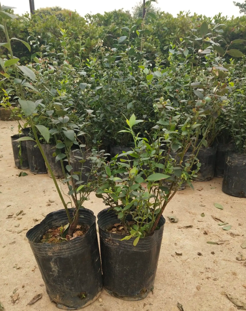 [精品]蓝莓苗蓝莓果苗正品苗南北方可种盆栽地栽