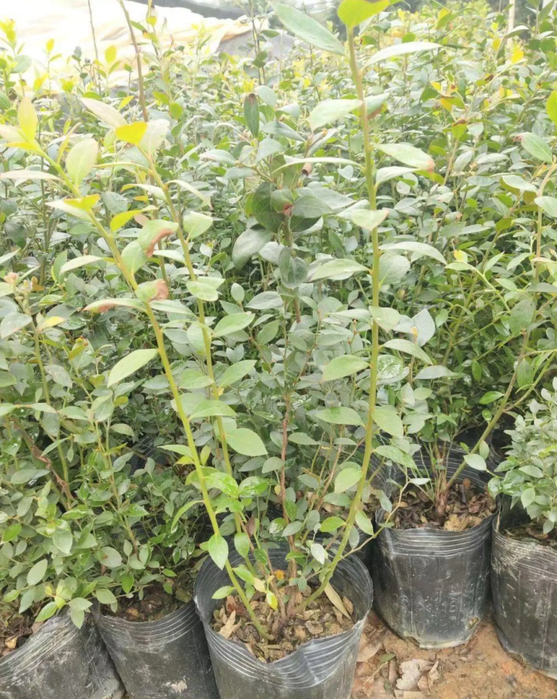 [精品]蓝莓苗蓝莓果苗正品苗南北方可种盆栽地栽