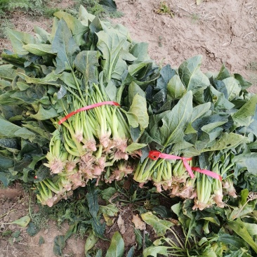 渮泽大叶菠菜自家种植量大优惠