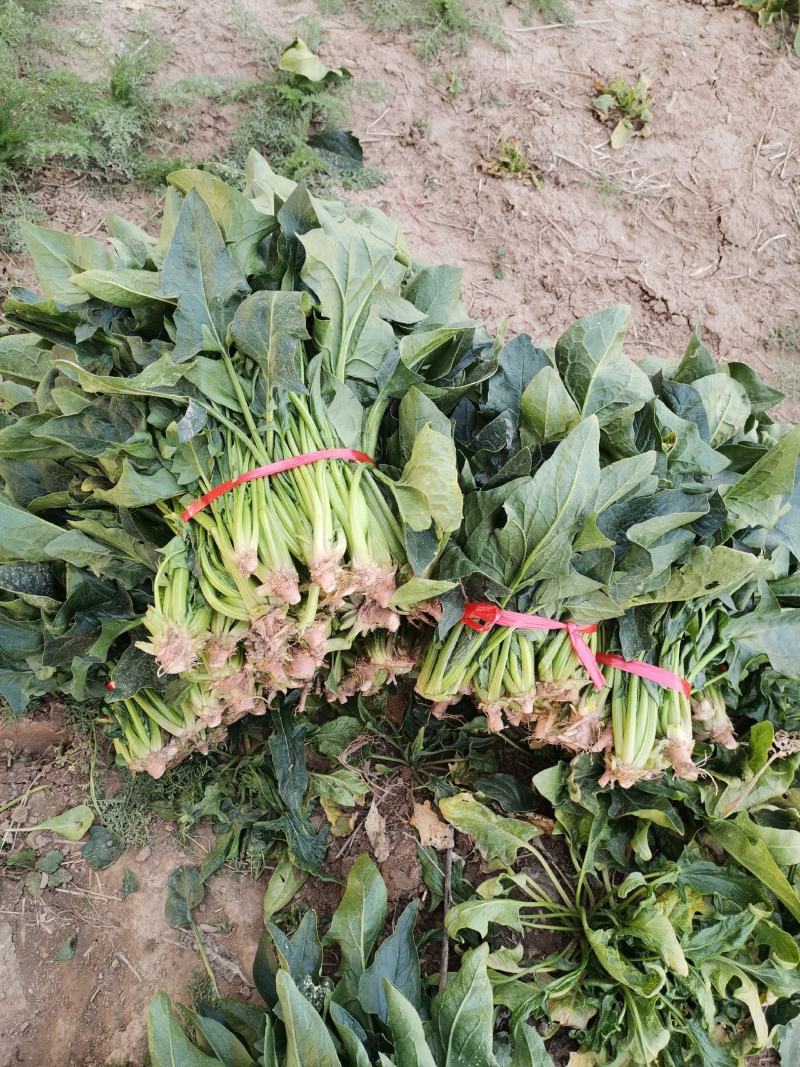渮泽大叶菠菜自家种植量大优惠