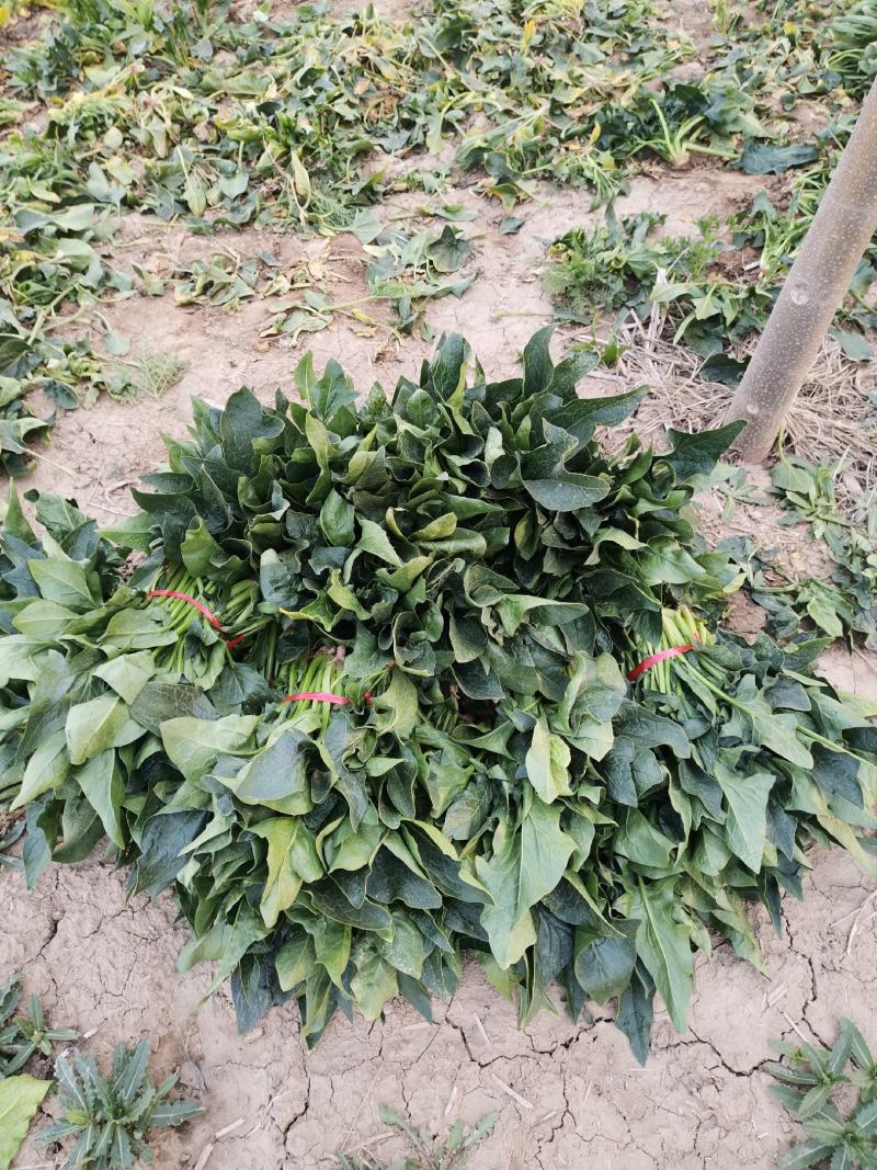 渮泽大叶菠菜自家种植量大优惠