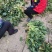 渮泽大叶菠菜自家种植量大优惠