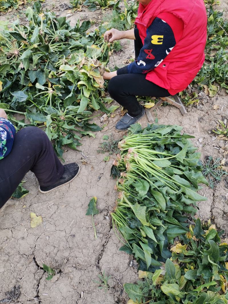 渮泽大叶菠菜自家种植量大优惠