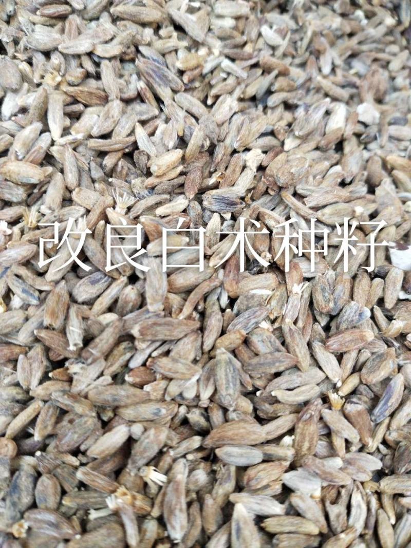 改良纯新白术种籽发芽率九十